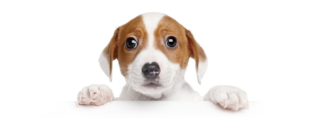 het knappe snuitje hondentrimsalon etten-leur puppy